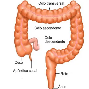 Intestino grosso: ceco, cólon, reto e ânus, responsáveis pela absorção de água e eliminação das fezes.