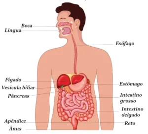 Ilustração do corpo humano com os órgãos do sistema digestório em destaque. 