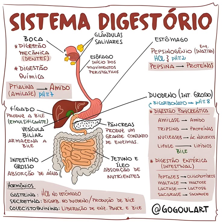 Mapa mental descrevendo os órgãos do Sistema Digestório.