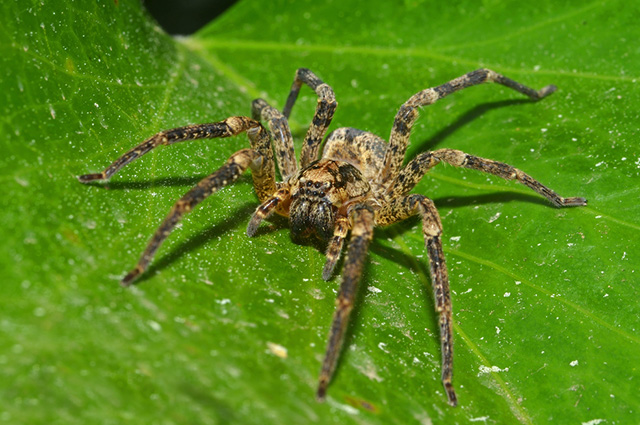 Algumas espécies de aranhas possuem até 8 olhos, outras nenhum.