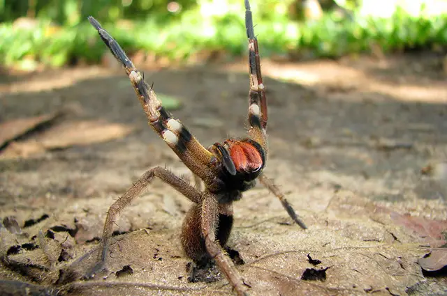 Arranha Armadeira: Essa espécie levanta as patas dianteiras quando se sente ameaçada