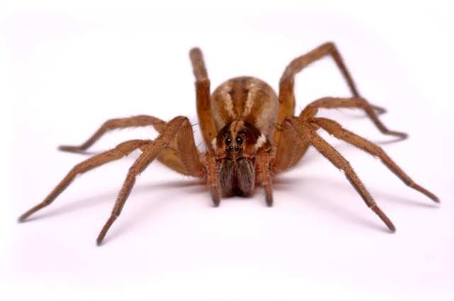A picada da aranha-lobo causa dores fortes e formigamento na região