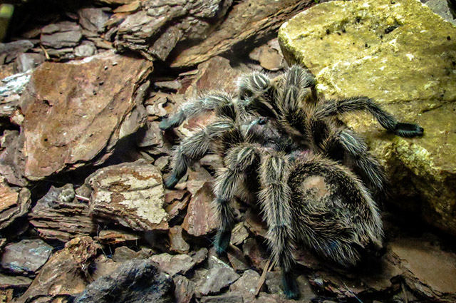 Aranha-caranguejeira: picada desse animal causa apenas fortes dores, mas não é letal.