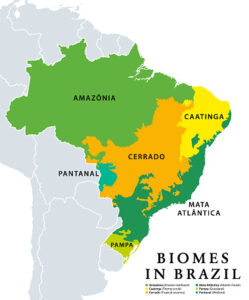 Biomas no Brasil, mapa de 6 ecossistemas com vegetação natural: Amazônia (floresta tropical), Caatinga (matagal), Cerrado (savana), Mata Atlântica, Pampa (campo) e Pantanal (zona úmida).
