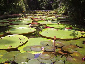 A lenda, de acordo com explicação indígena representa a planta Vitória-Régia.
