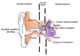 Anatomia do ouvido humano: externo, médio e interno.