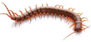 Centopeias são quilópodes, que significa “mil patas”