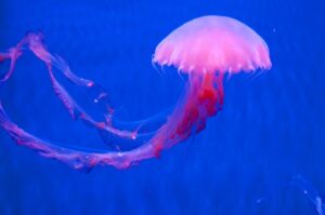 Medusas são animais representantes dos cifozoários