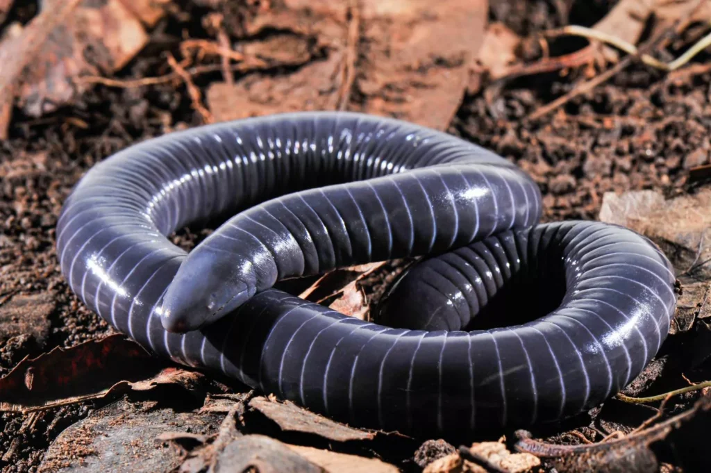 As cobras-cegas são exemplos de animais anfíbios.