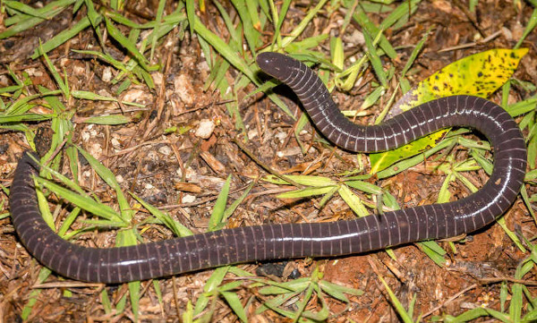 Alguns tipos de cobras-cegas possuem veneno em suas glândulas