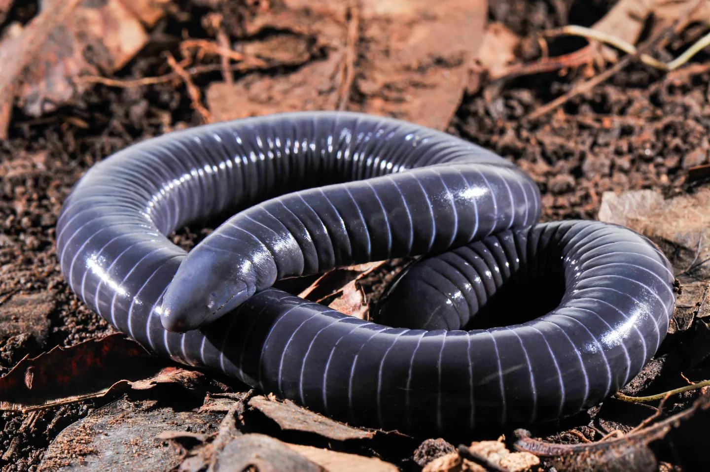 As cobras-cegas são exemplos de animais anfíbios.