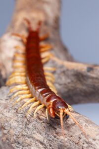 A Scolopendra gigantea pode atingir quase 30 cm de comprimento