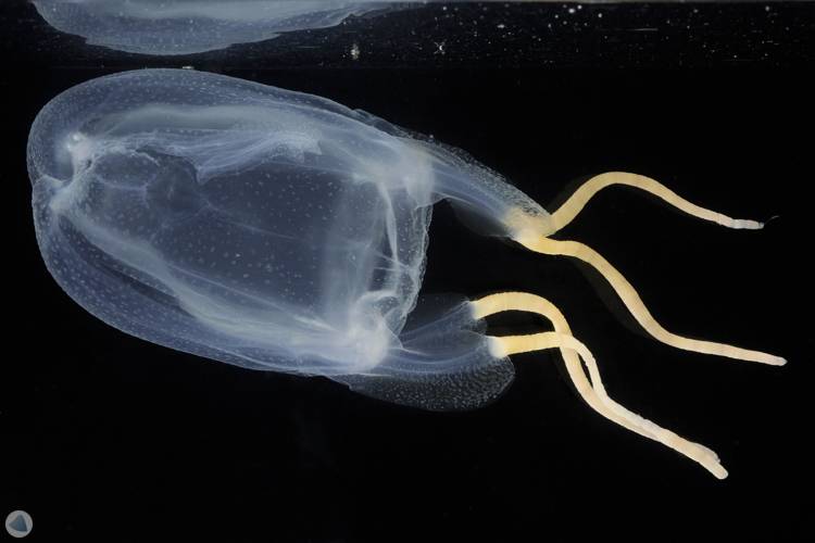 Tamoya haplonema é uma espécie de cnidário encontrado no litoral nordestino. 