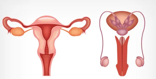 O DIU Hormonal é considerado um contraceptivo eficaz.