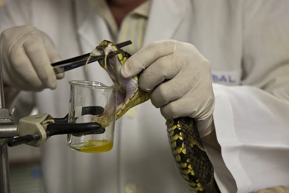 O Soro antiofídico é uma invenção brasileira. 