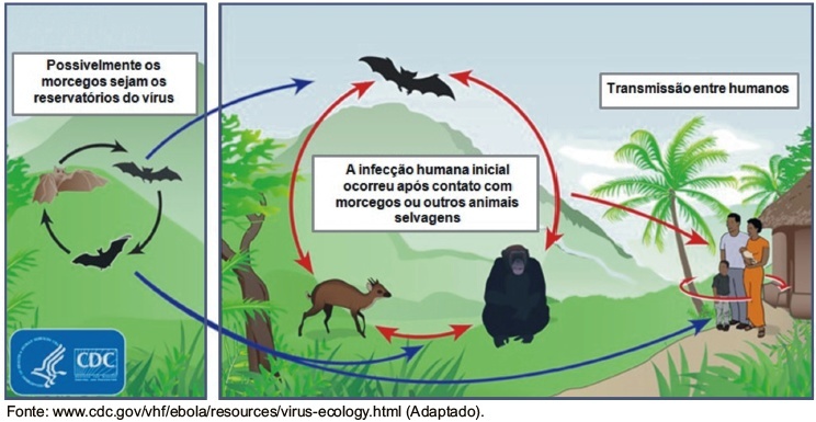 Entenda como ocorre a transmissão do vírus Ebola.