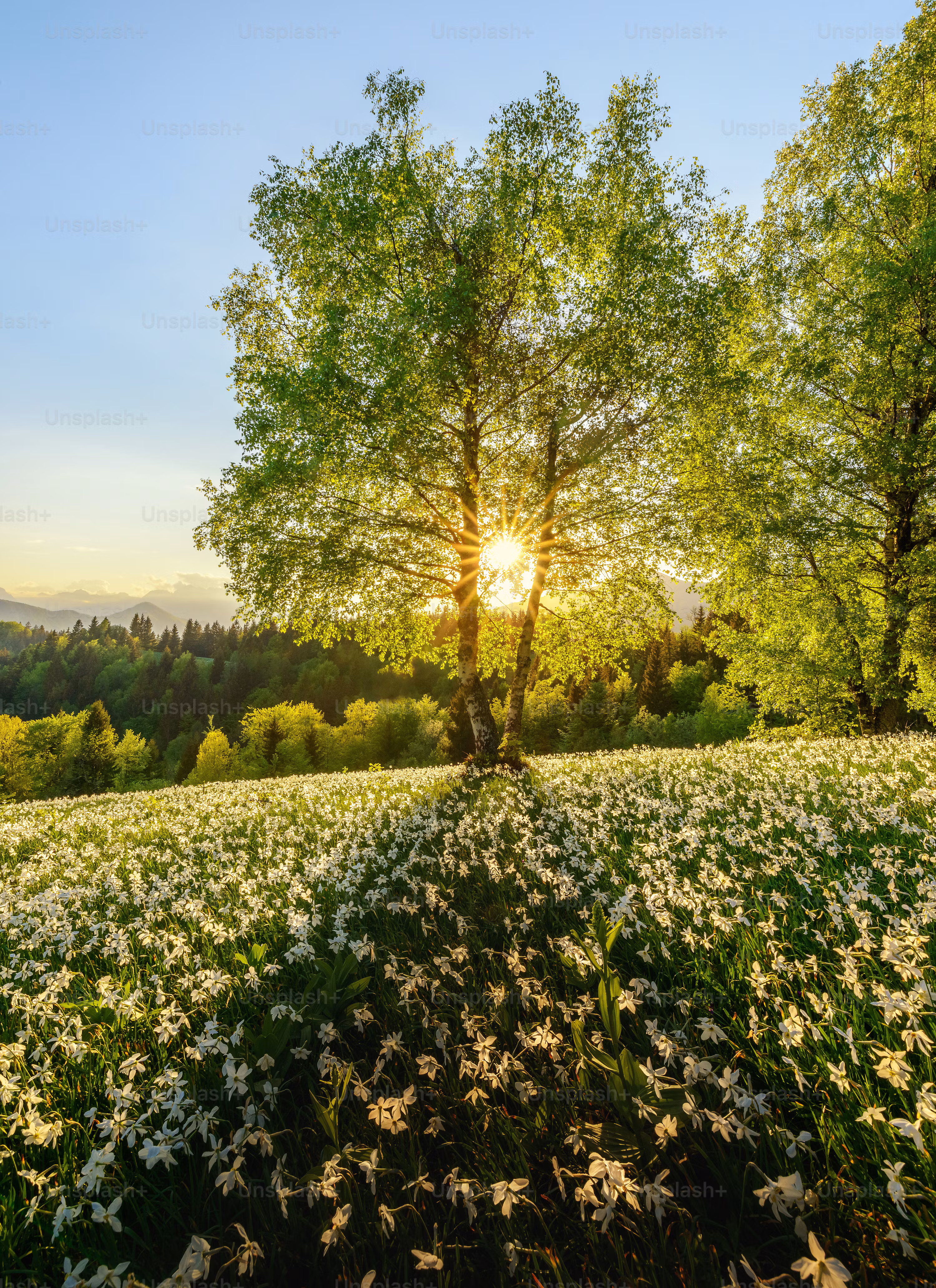 Com a primavera ocorre o Ela traz consigo o florescimento da natureza.